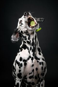 Hond met komkommer 2/3 van Lotte van Alderen