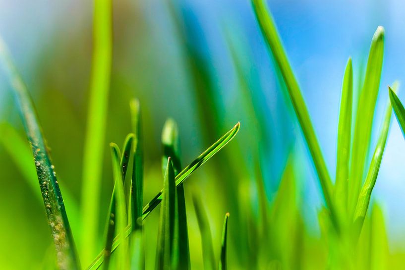 Fresh green by pixxelmixx