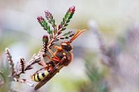 Wespbij op heide