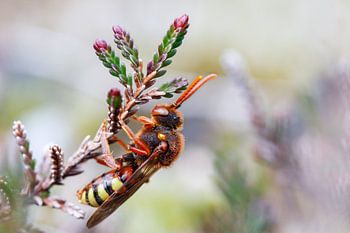 Wespbij op heide