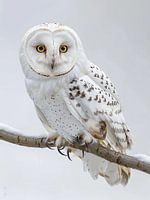 gorgeous white owl