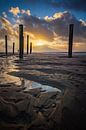 Palendorp Petten van Lisa Antoinette Photography thumbnail