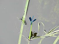 Waterjuffer