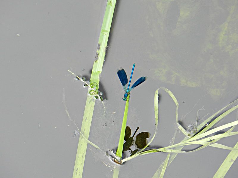 Waterjuffer par Eric  Sellmeijer