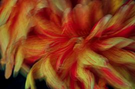 BLUMENTRÄUME 32 von Miroslav Ptacek