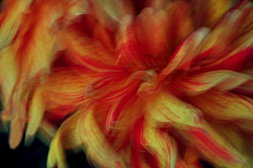 RÊVES DE FLEURS 32