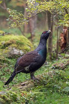 Grand Tétras ( Tetrao urogallus ), coq en plumage magnifique, debout sur un tronc d'arbre pourri ren sur wunderbare Erde