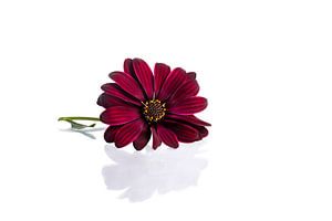 Nature morte moderne High Key avec une marguerite espagnole