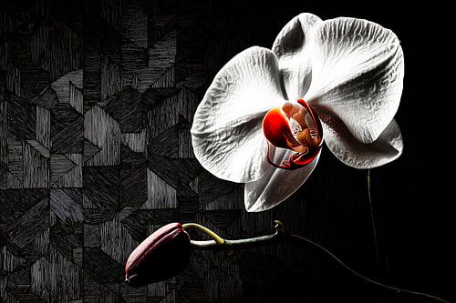 Elegante witte orchidee kunstwerk