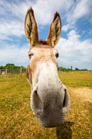Thick wink of donkey Teun!