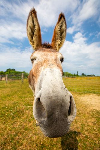 Épais clin d'oeil de l'âne Teun!