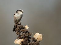 Long-tailed Tit