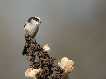 Mésange à longue queue