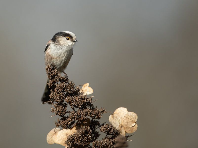 Mésange à longue queue par Jerry Bouwmeester