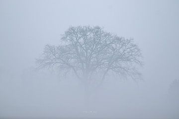 De Mist van WILBERT HEIJKOOP photography