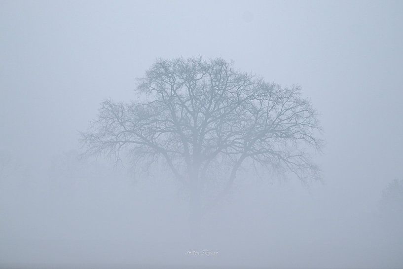 Le brouillard par WILBERT HEIJKOOP photography