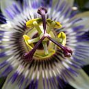 Picture Passion Flower Close Up 01 by Yvonne Warmerdam thumbnail