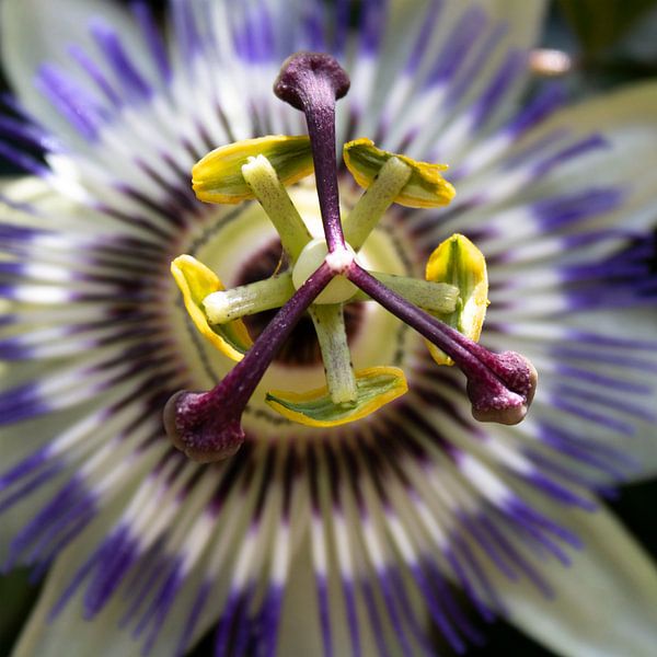 Picture Passion Flower Close Up 01 by Yvonne Warmerdam