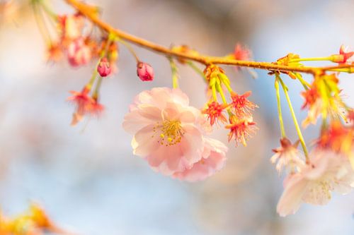 Macro shot of a cherry blossom by Till Göhringer