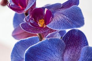 Blue Orchid