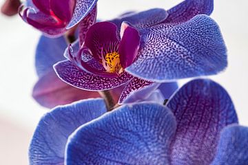 Blauwe orchidee
