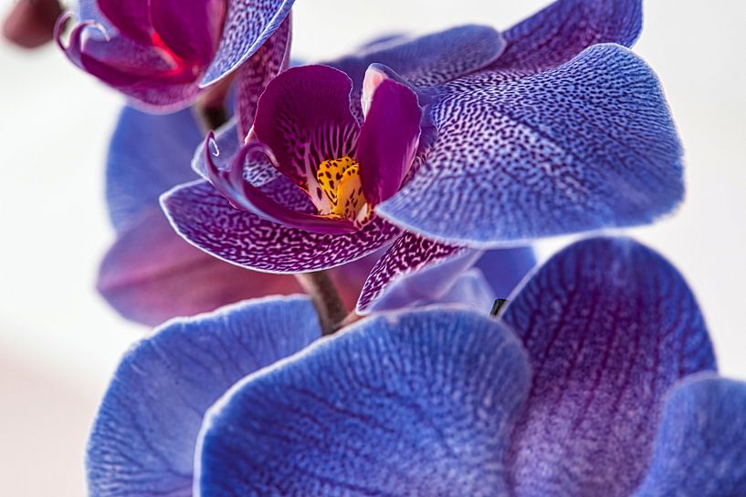 Blue Orchid von Rietje Bulthuis