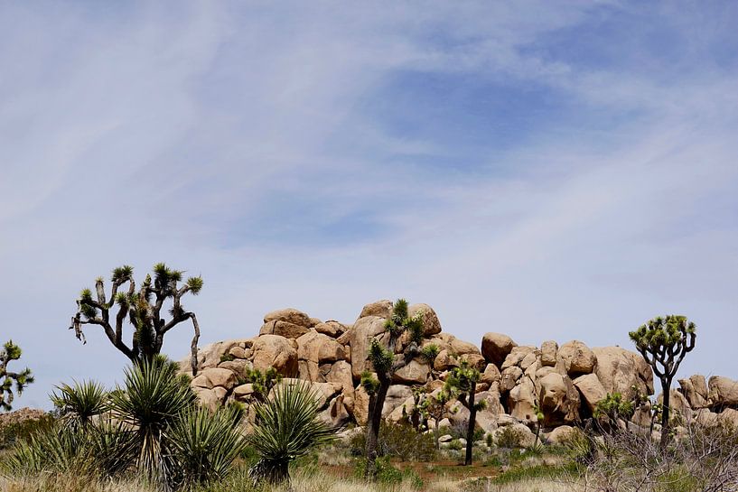 Joshua Tree National Park by Fred Bogers