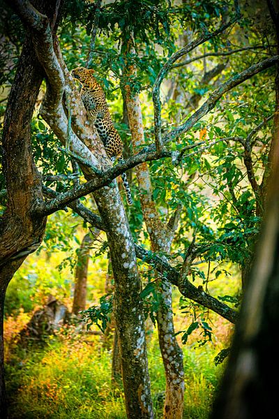 Léopard grimpant à un arbre dans le parc national de Mudumalai par Lens & Light Photography
