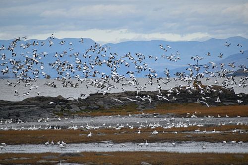 Sneeuwganzen in het voorjaar
