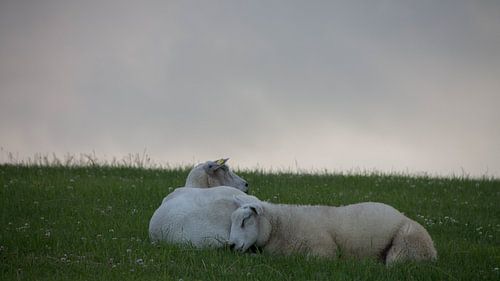 Schafe - Weide - schlafend