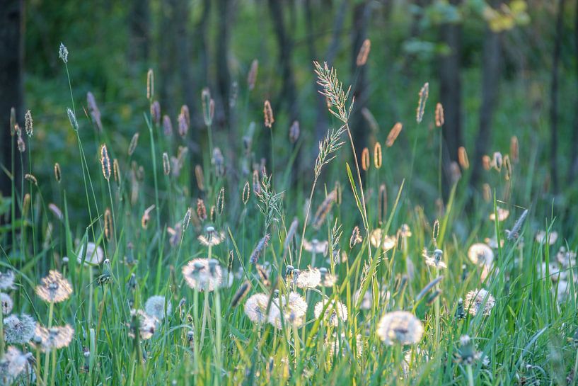 Gras van Kees Korbee
