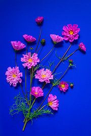 Drifting in a Blue Sea