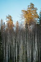 Birken bei Sonnenuntergang