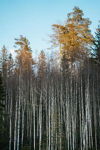 Berken bomen bij ondergaande zon van Joep van de Zandt