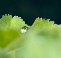 Droplet