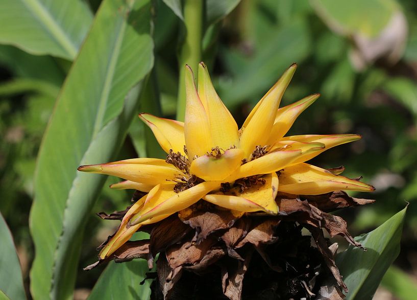 Banane naine de Chine par Matthias Brix