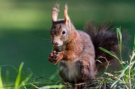 Eichhörnchen von Adriaan Westra