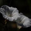 Romantische witte bloemen geïsoleerd tegen donkere achtergrond van Photo Henk van Dijk