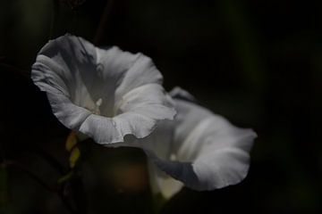 Romantische witte bloemen geïsoleerd tegen donkere achtergrond