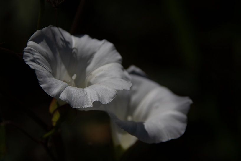Romantische witte bloemen geïsoleerd tegen donkere achtergrond van Photo Henk van Dijk
