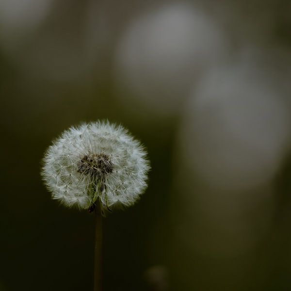 Sunflower by Van Renselaar Fotografie