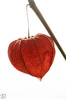 Lantern plant