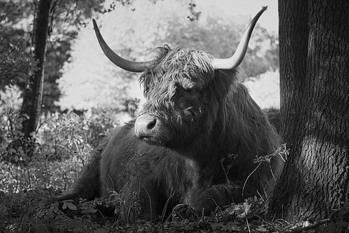 Hooglander koe ligt tegen een boom in zwart-wit