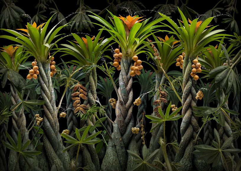 Phoenix dactylifera von Olaf Bruhn