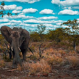 Elefant im Busch von Senten-Images Carlo Senten