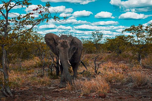 Un éléphant dans la brousse