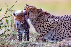 Cheetah is licking by Peter Michel