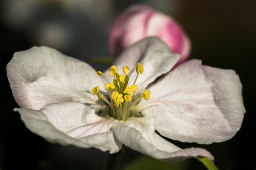 Appelbloesem