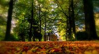 Dromerige herfst