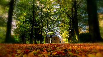 Dromerige herfst